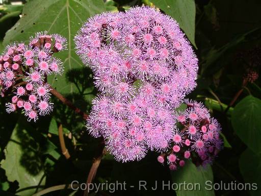 Eupatorium 2 